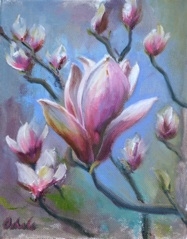 magnoliastellata